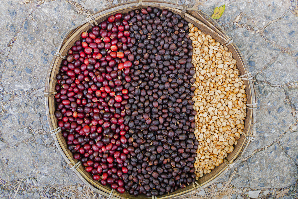 The Art of Coffee Drying: Why the Sun is Our Most Important Tool